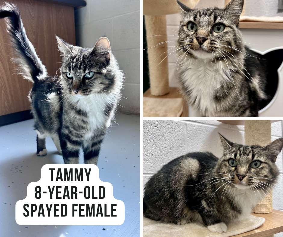 Tammy - Copy